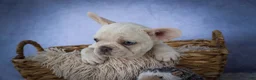 French Bulldog dogs for sale: Tansy🌸 - Ad 5
