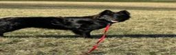 German Shepherd dogs for stud: Lloyd - Ad 1