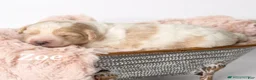 Mixed Breed dogs for sale: Zoe - Ad 6