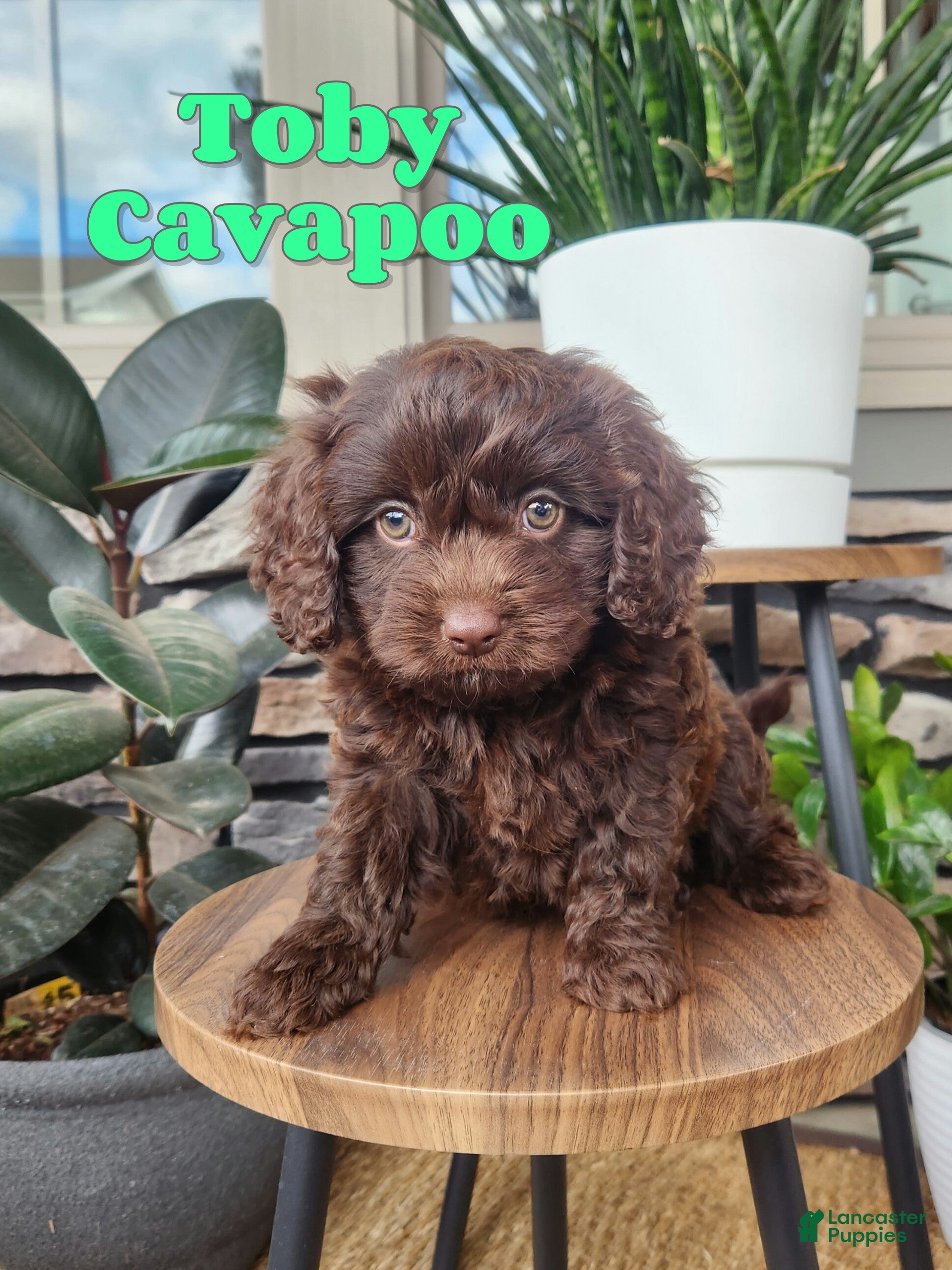 Cavapoo dogs Toby - Ad 12