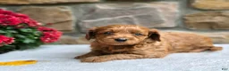 Cavapoo dogs for sale: Belle - Ad 1