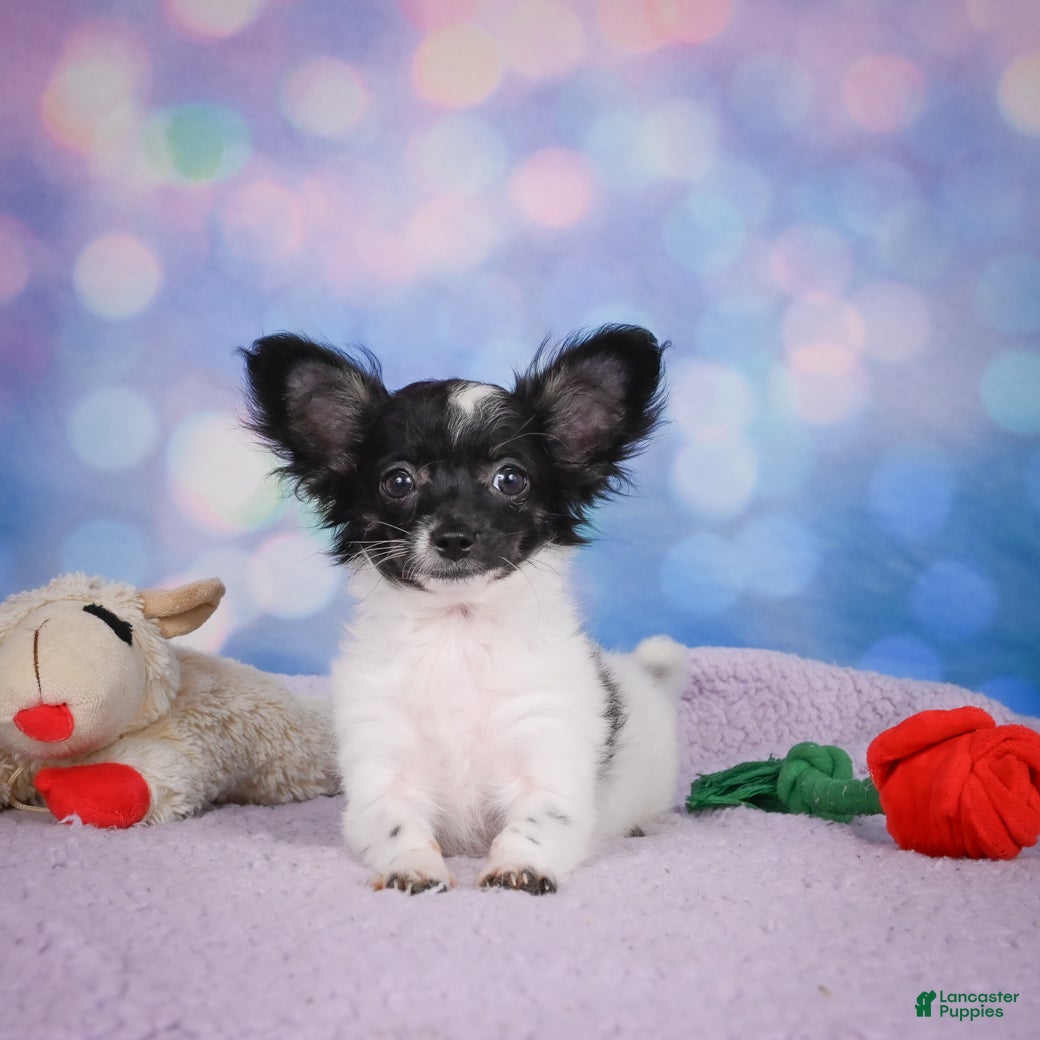 Chihuahua dogs SKYE - Ad 1