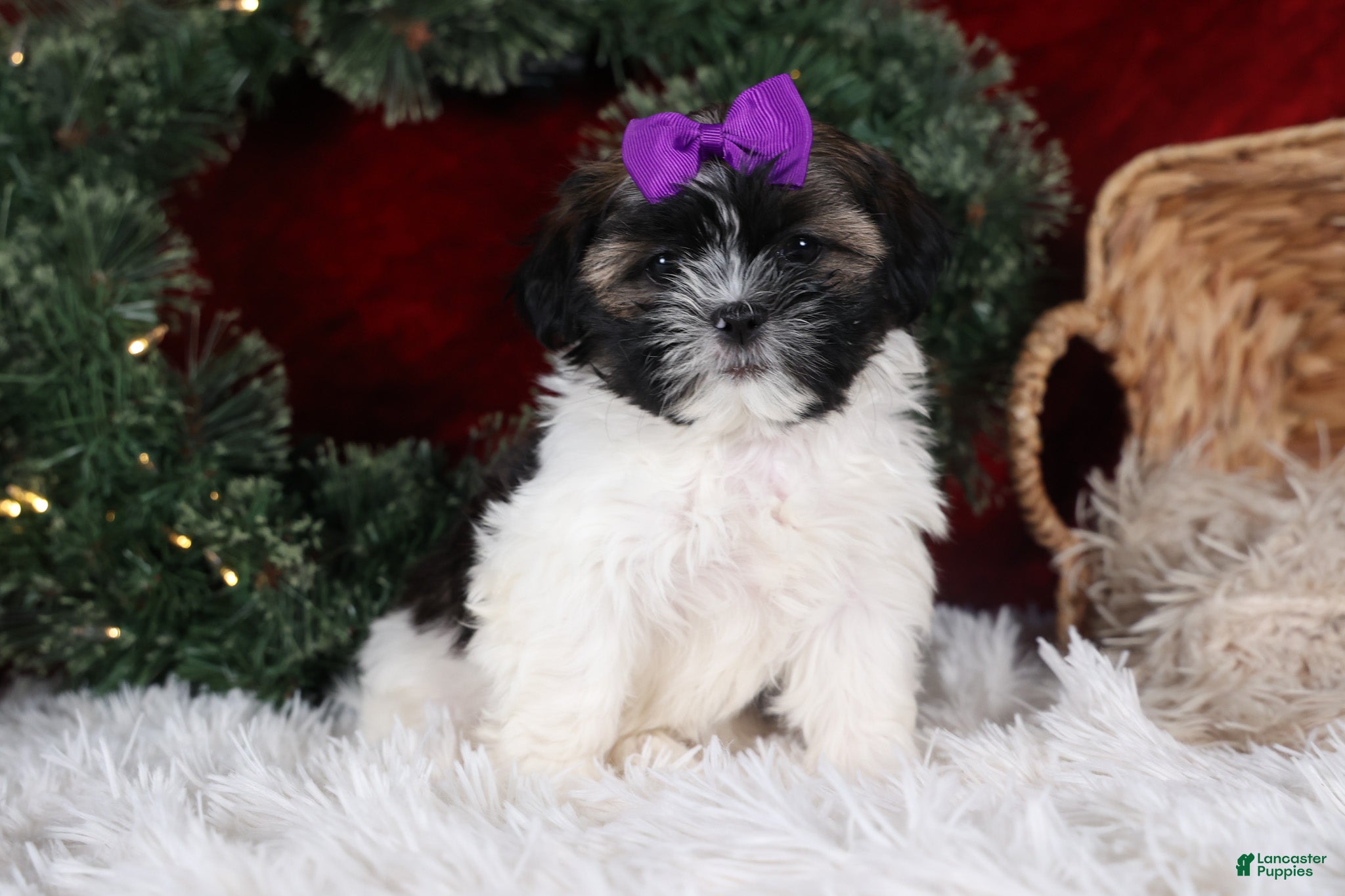 Shih Tzu dogs Rosie - Ad 26
