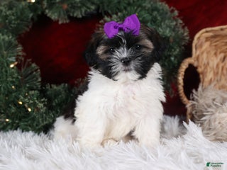 Shih Tzu dogs Rosie - Ad 26