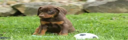 Doberman Pinscher dogs for sale: Dash (Red Rust) 🐶 - Ad 4