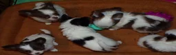 Chihuahua dogs for sale: LC Apple Head Oreo  - Ad 7