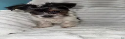 Yorkshire Terrier dogs for sale: Yorkshire Terrier 2 - Ad 3