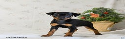 Miniature Pinscher dogs for sale: Domino - Ad 3