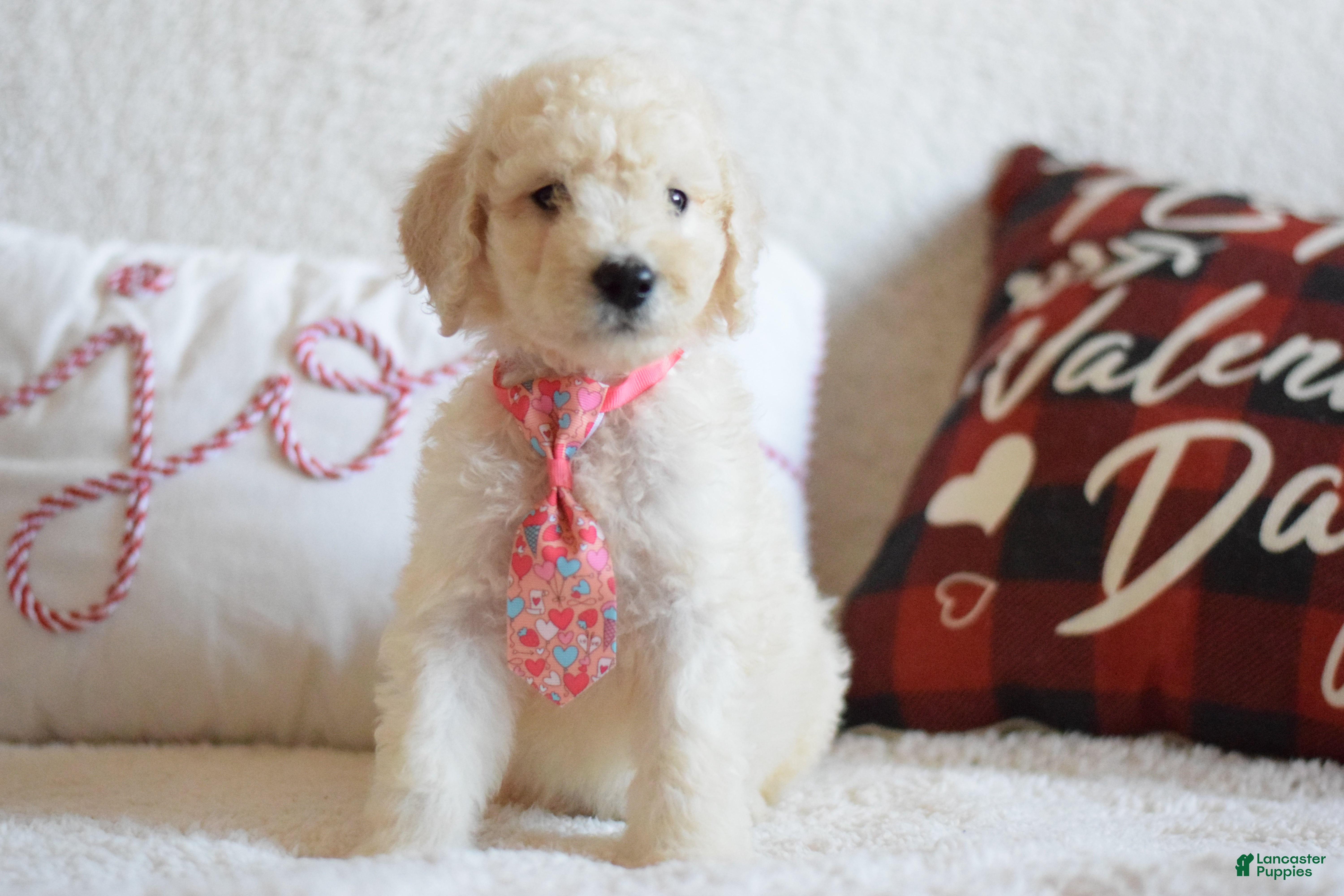 Goldendoodle dogs Goldendoodle Puppy 3 - Ad 30