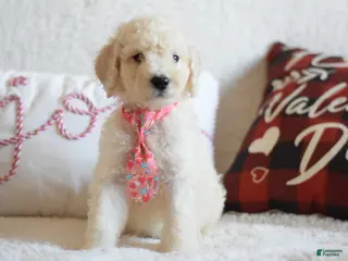 Goldendoodle dogs Goldendoodle Puppy 3 - Ad 30