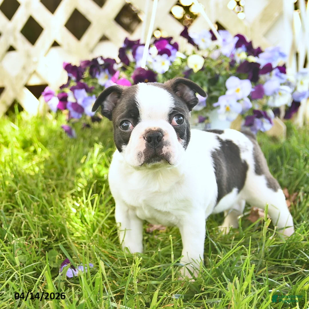 Boston Terrier dogs for sale: Blue  - Ad 1