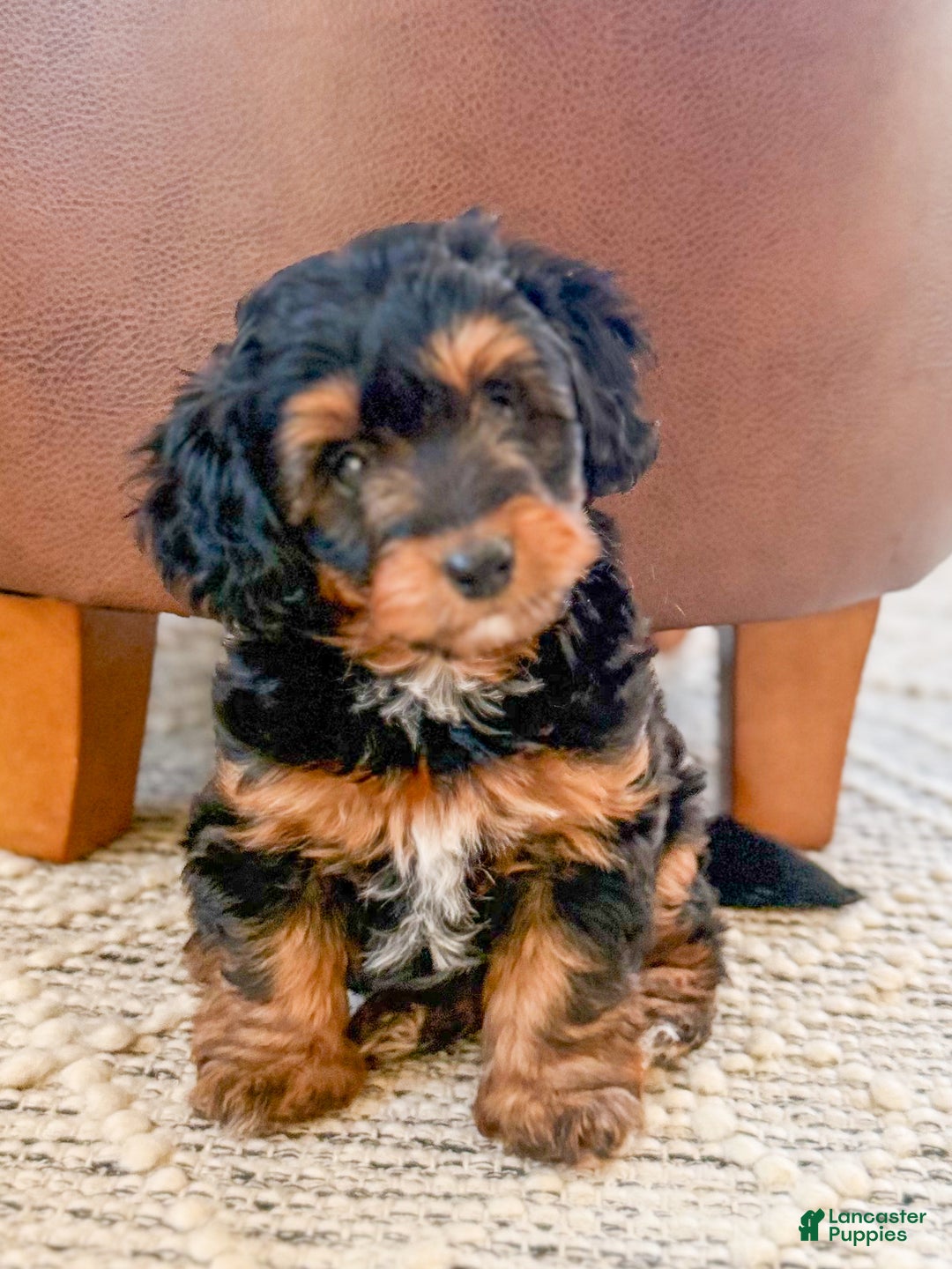 Doxiepoo dogs for sale: Isabelle - Ad 2