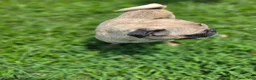 Pug dogs for sale: Pug 1 - Ad 6