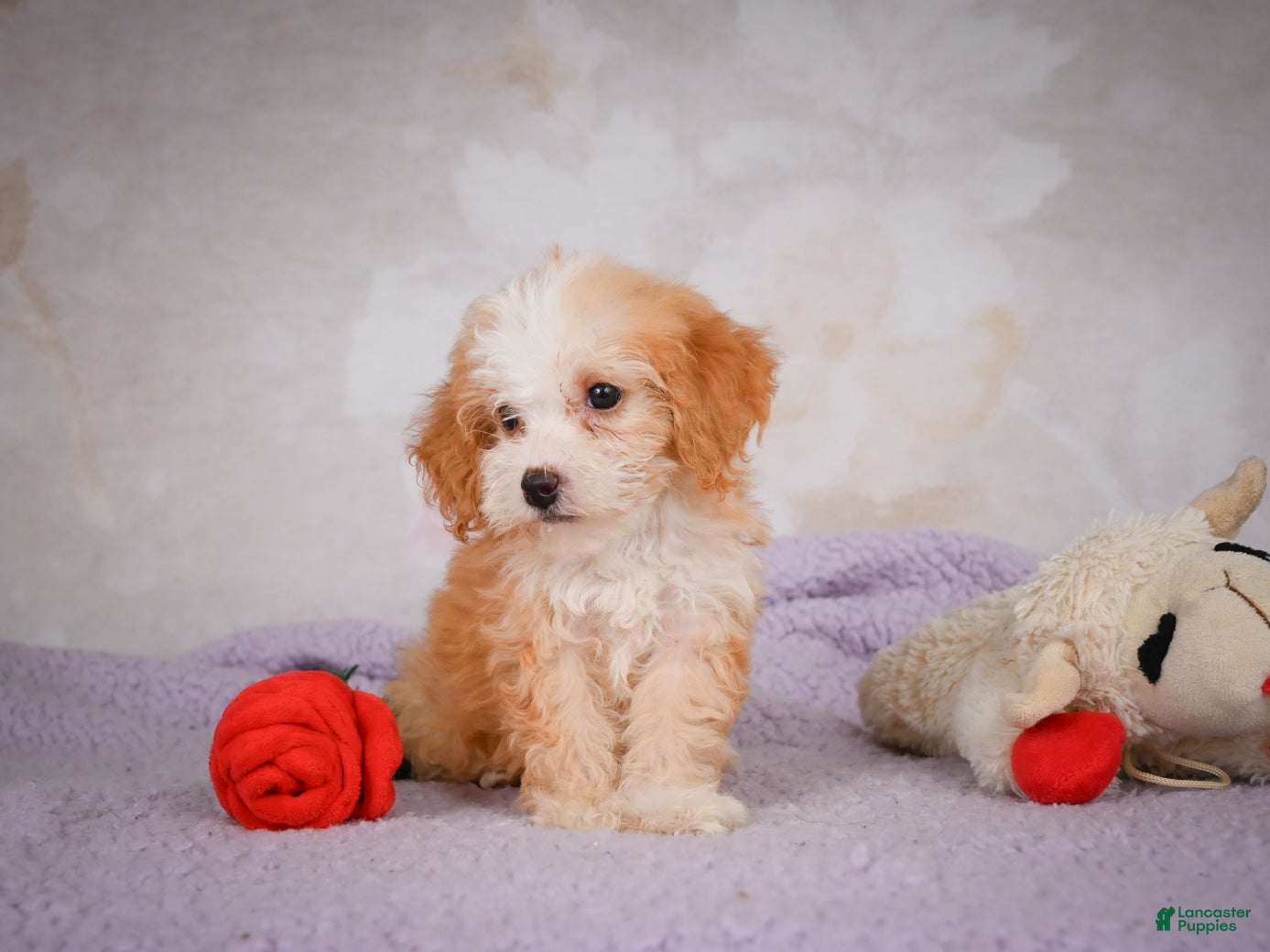 Mini Bernedoodle dogs Mandy - Ad 1