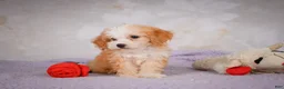 Mini Bernedoodle dogs for sale: Mandy - Ad 1