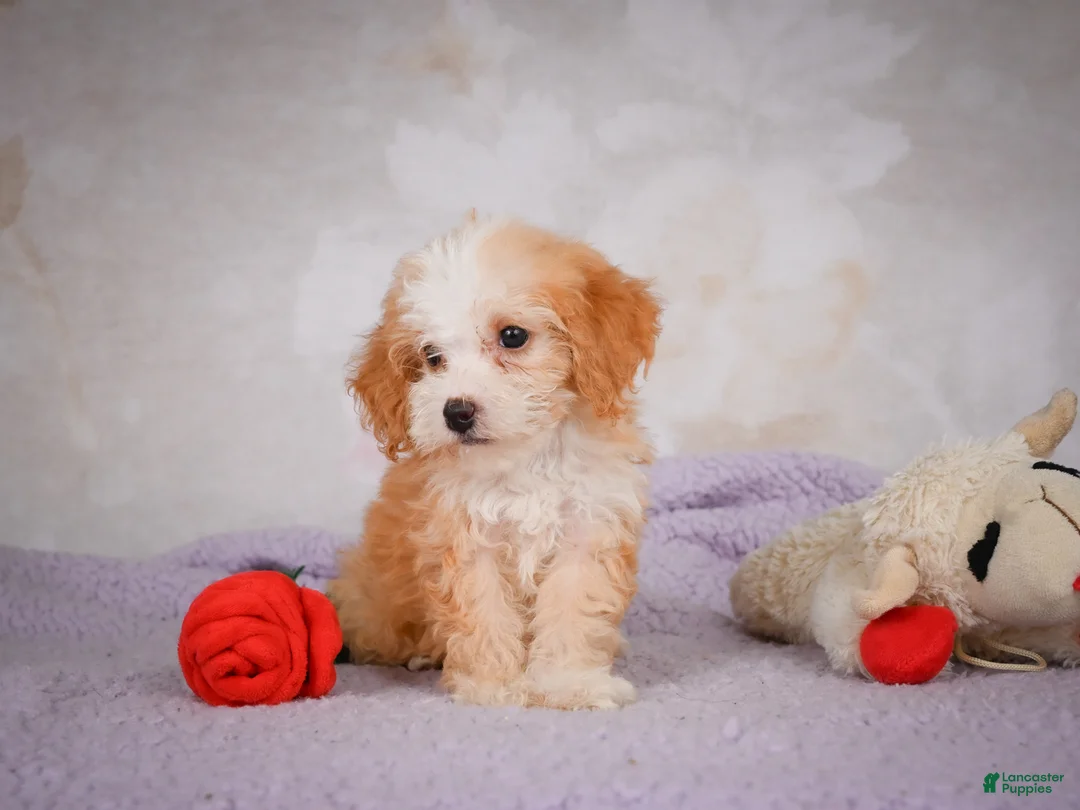 Mini Bernedoodle dogs for sale: Mandy - Ad 1