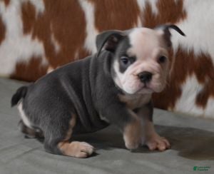 English Bulldog dogs BREE, FEMALE BLUE TRI - Ad 7