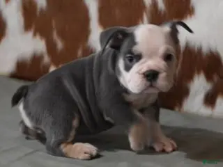 English Bulldog dogs BREE, FEMALE BLUE TRI - Ad 6