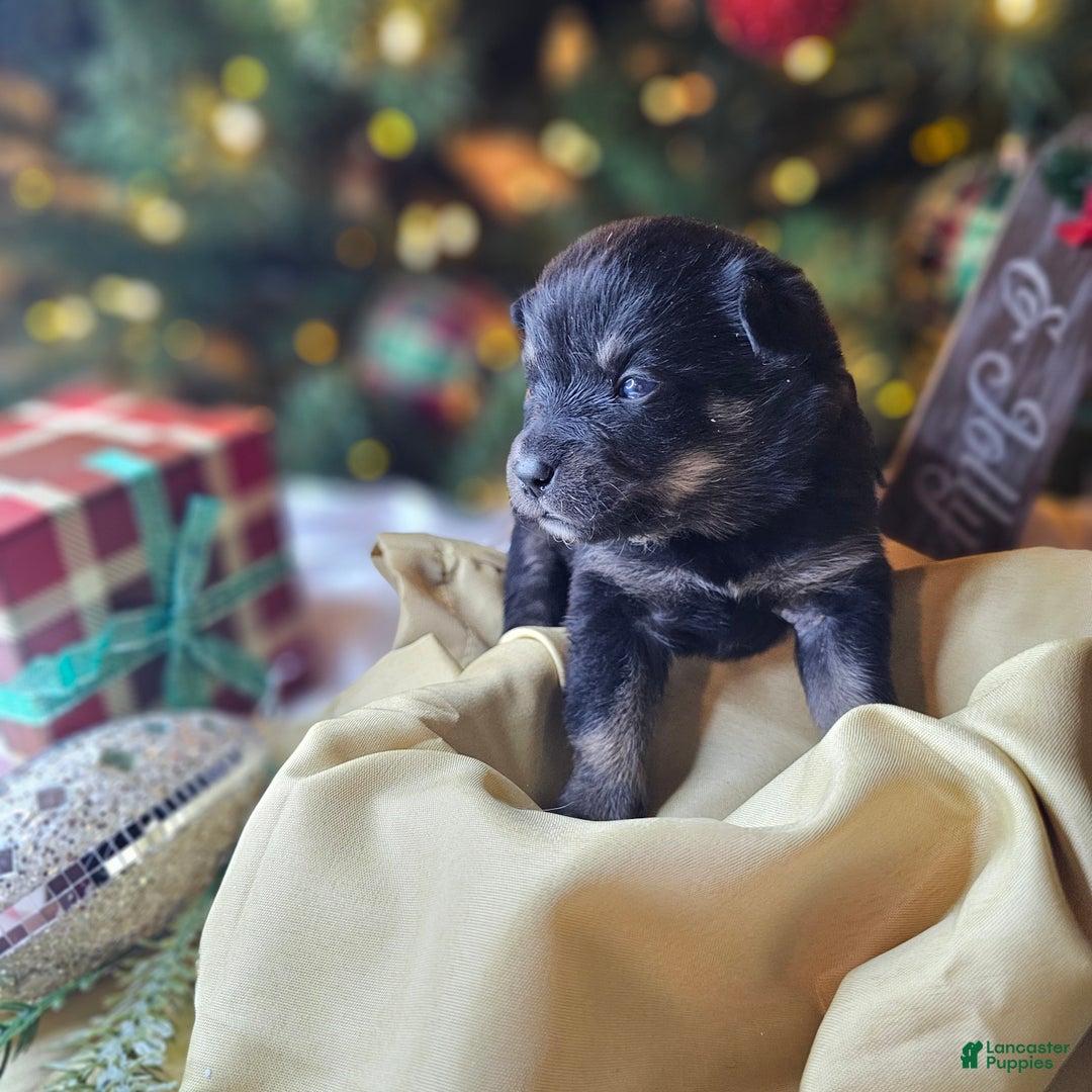 Mixed Breed dogs for sale: The Enchanted Pomalier 🐾 - Ad 30