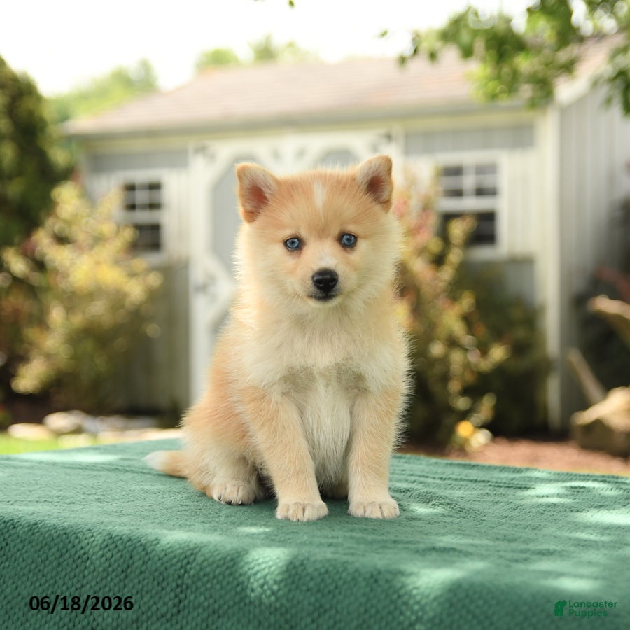 Pomsky dogs for sale: Klara - Ad 1
