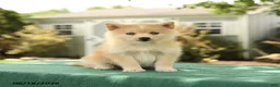 Pomsky dogs for sale: Klara - Ad 1