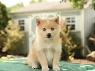 Pomsky dogs for sale: Klara - Ad 1