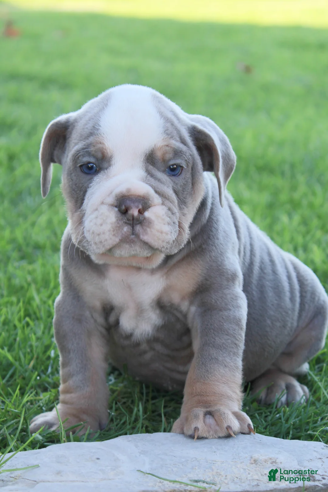 Gallery Image {{count}}