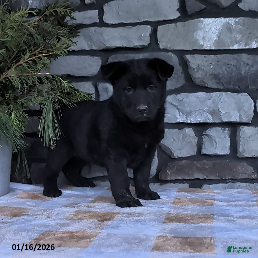 German Shepherd dogs Bella   - Ad 11