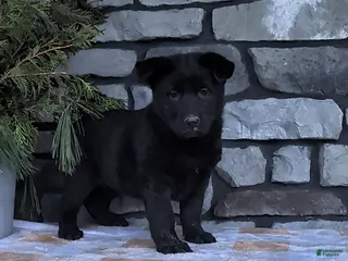 German Shepherd dogs Bella - Ad 23