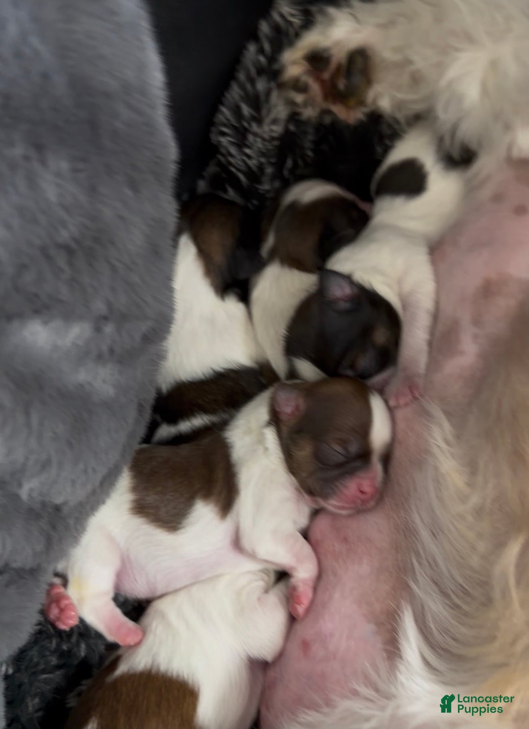 Shih Tzu dogs for sale: Shih Tzu Puppy 2 - Ad 1