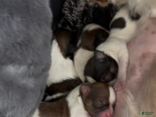 Shih Tzu dogs for sale: Shih Tzu Puppy 2 - Ad 3