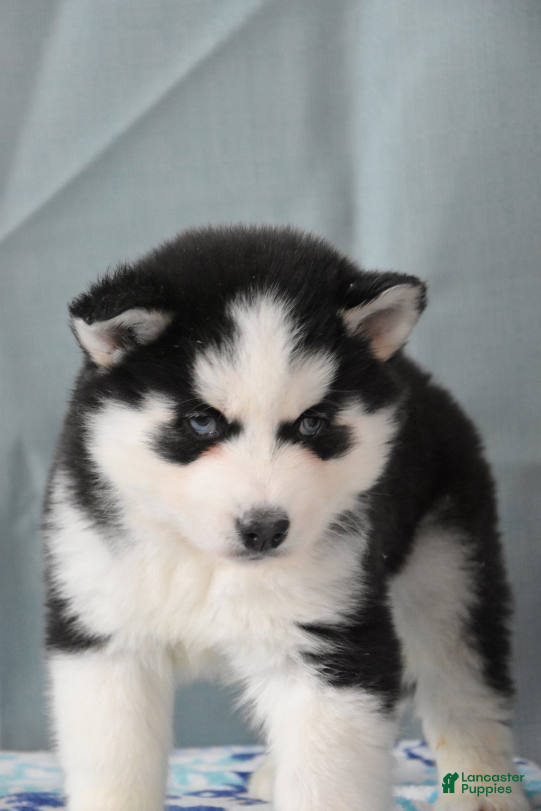 Siberian Husky dogs for sale: Tonka - Ad 2