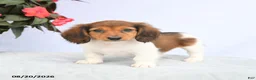 Miniature Dachshund dogs for sale: Harmony - Ad 3