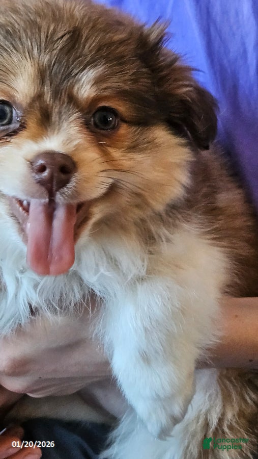 Mixed Breed dogs Molly - Ad 21