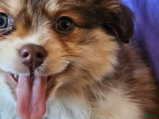 Mixed Breed dogs Molly - Ad 21