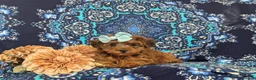 Yorkiepoo dogs for sale: Aurora - Ad 5