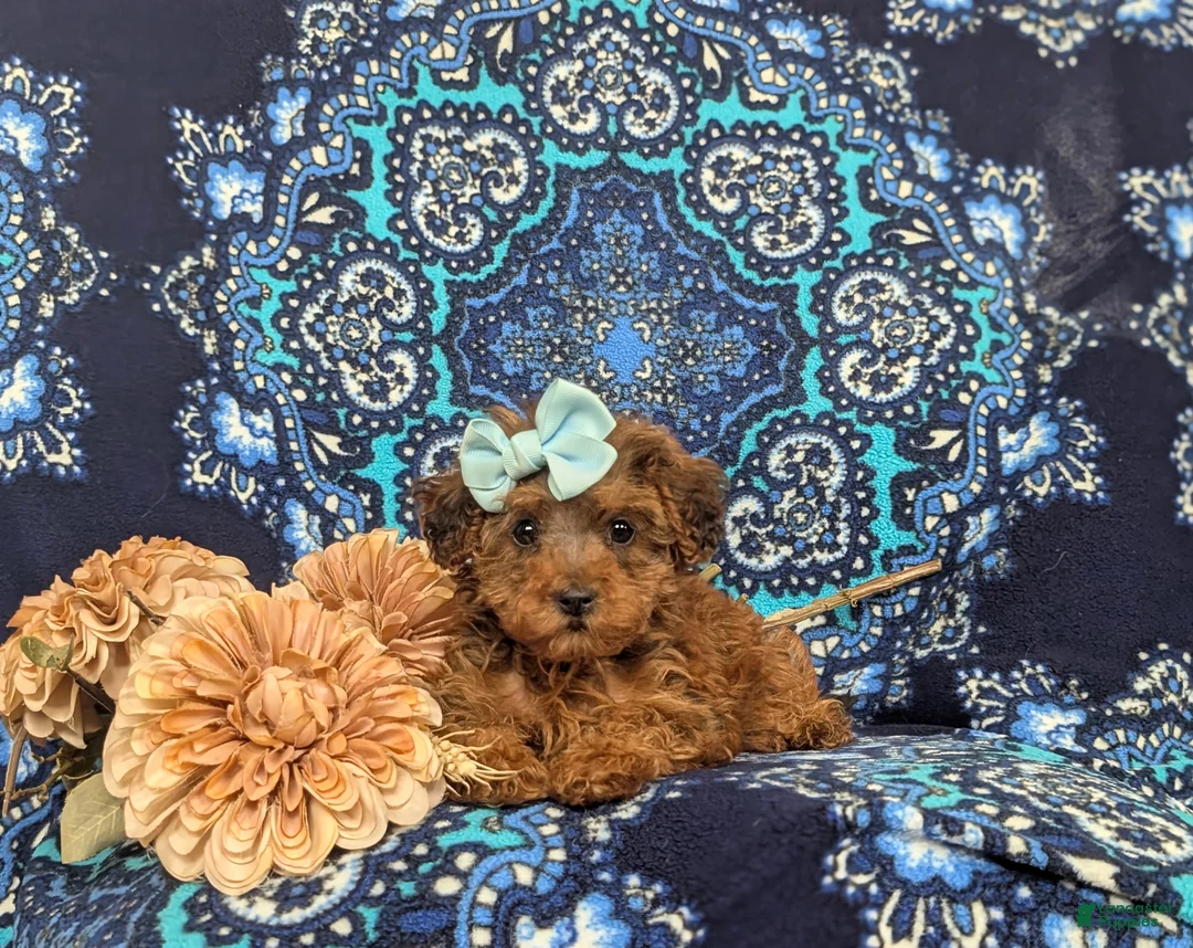 Yorkiepoo dogs for sale: Aurora - Ad 5