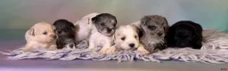 Schnoodle dogs for sale: Pipsqueak - Ad 8