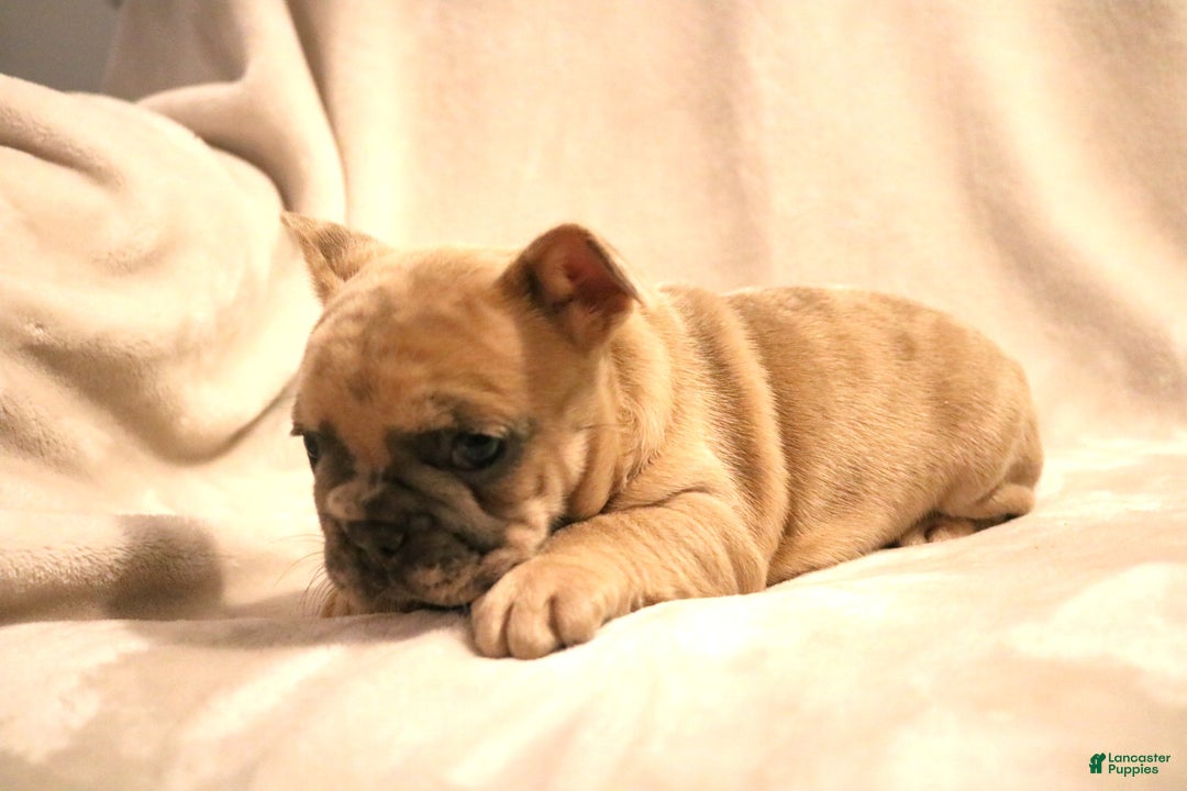 French Bulldog dogs for sale: Moose - Ad 3