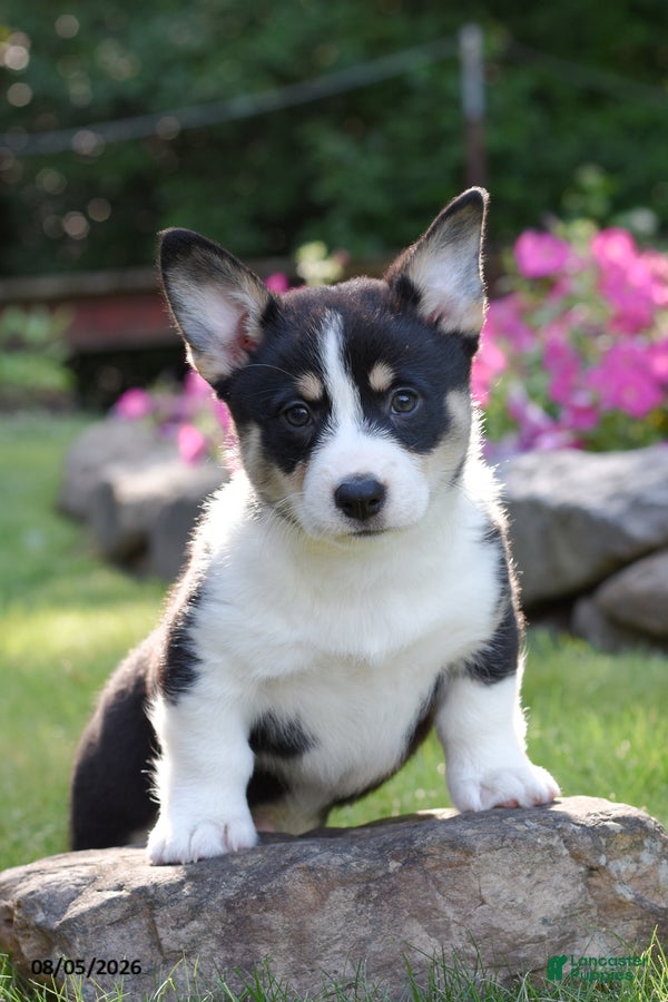Welsh Corgi Pembroke dogs Ollie - Ad 2