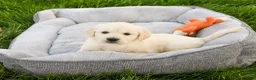 Golden Retriever dogs for sale: Brody  - Ad 3