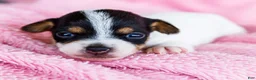 Mixed Breed dogs for sale: Taley - Ad 15