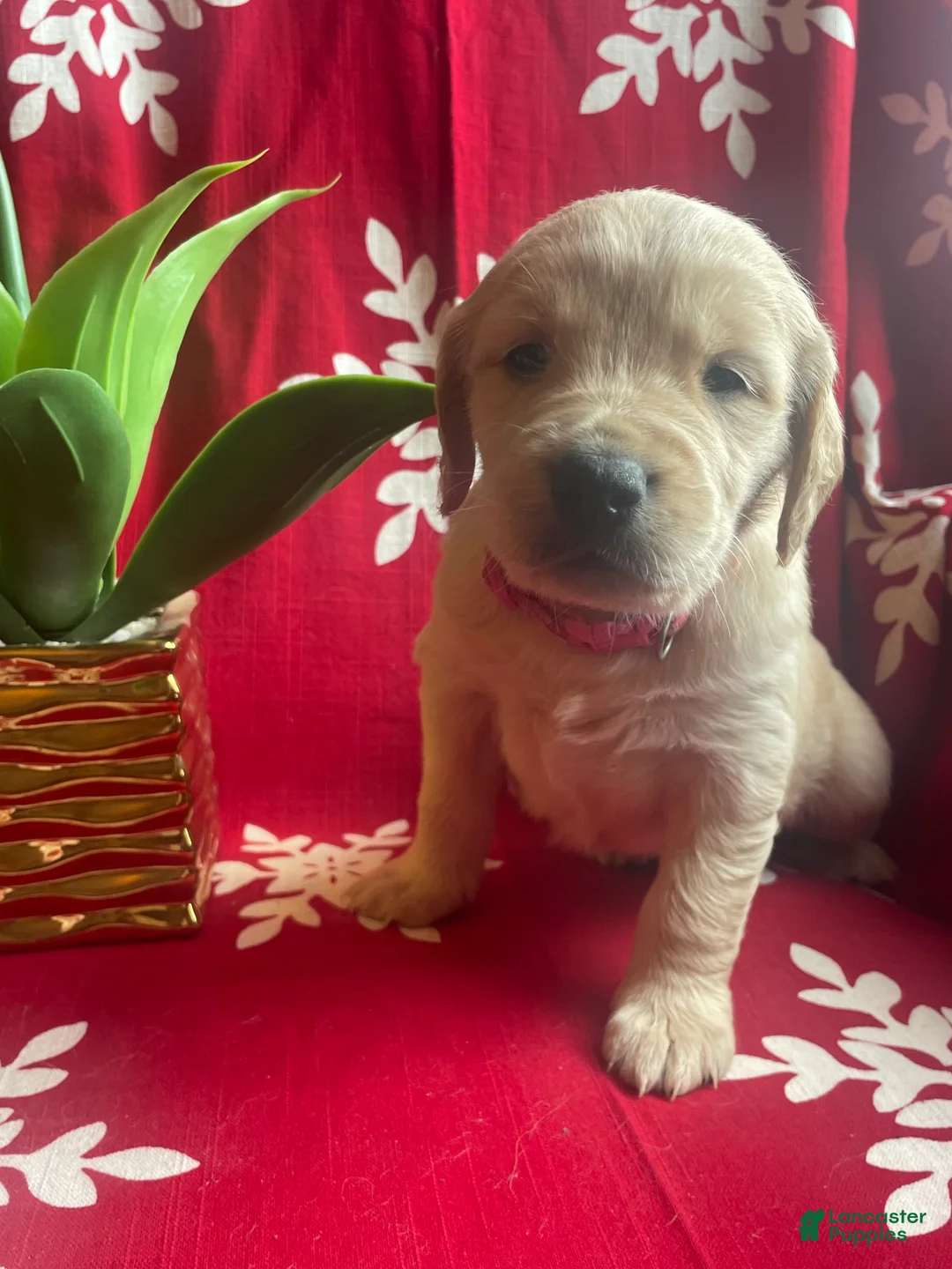 Goldendoodle dogs for sale: Goldendoodle Puppy 1 - Ad 2