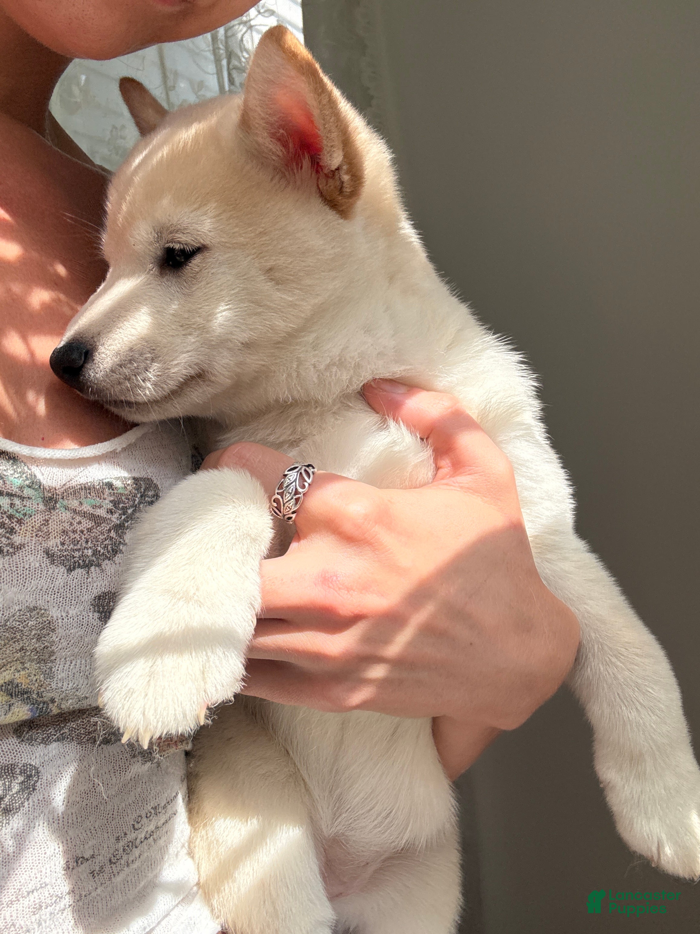 Shiba Inu dogs Annie - Ad 1
