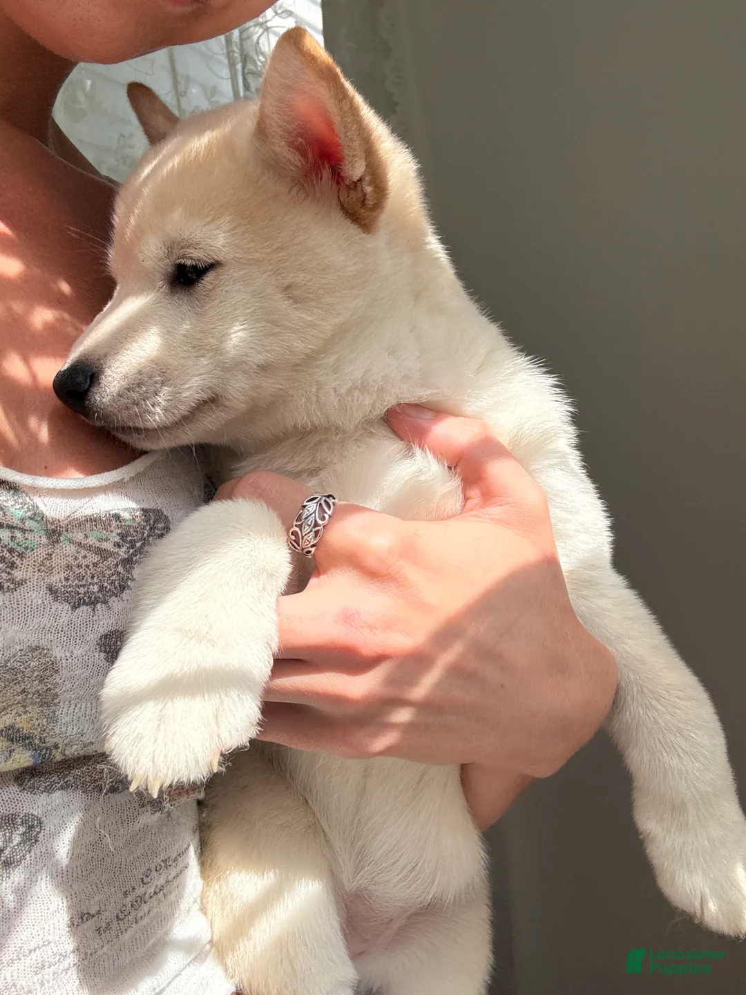 Shiba Inu dogs for sale: Annie - Ad 1