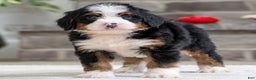 Mini Bernedoodle dogs for sale: Rusty - Ad 3