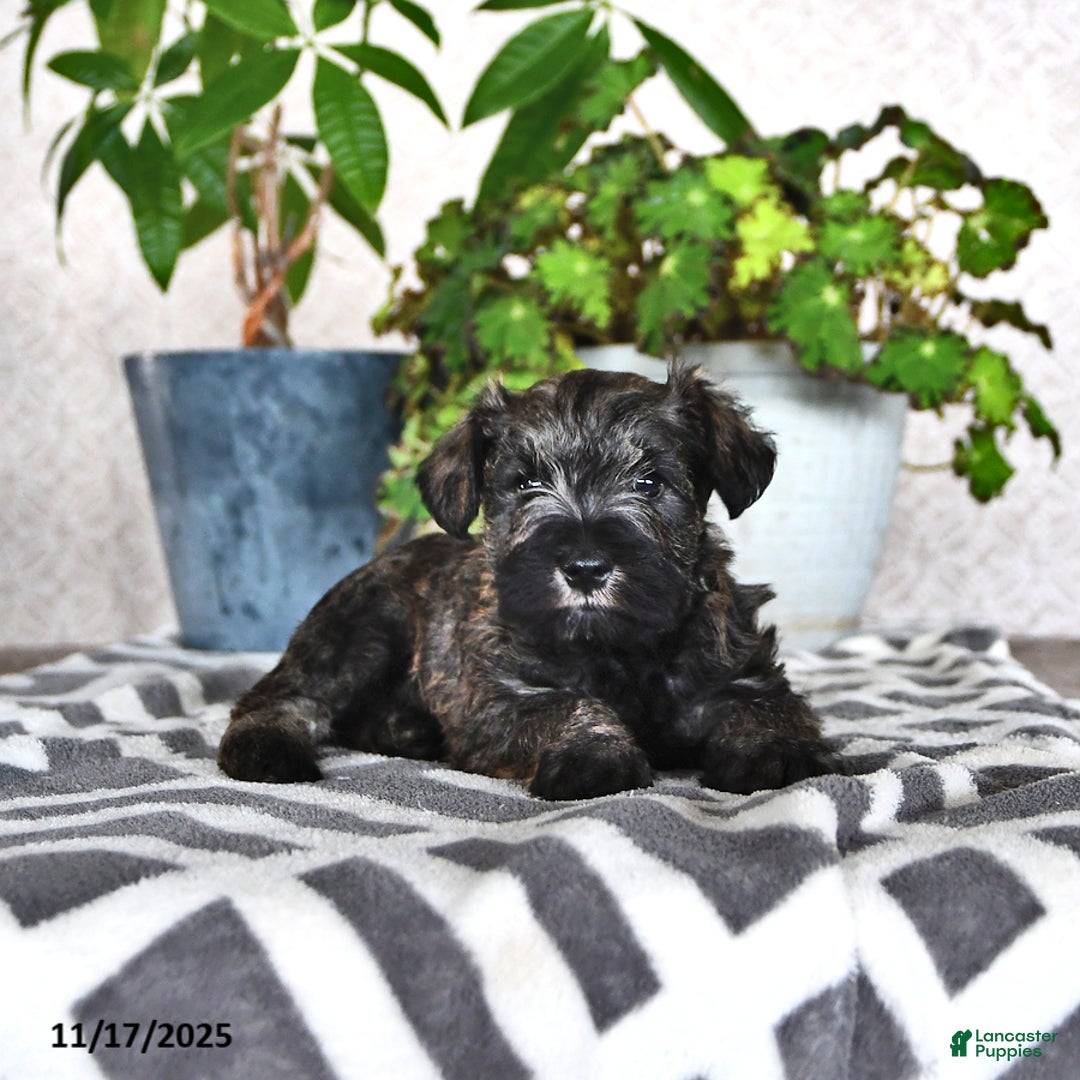 Miniature Schnauzer dogs for sale: Derek - Ad 1