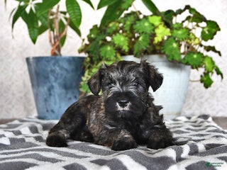 Miniature Schnauzer dogs Derek - Ad 42