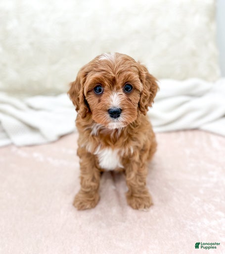 Gallery Image {{count}}