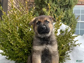 German Shepherd dogs Marlow - Ad 6